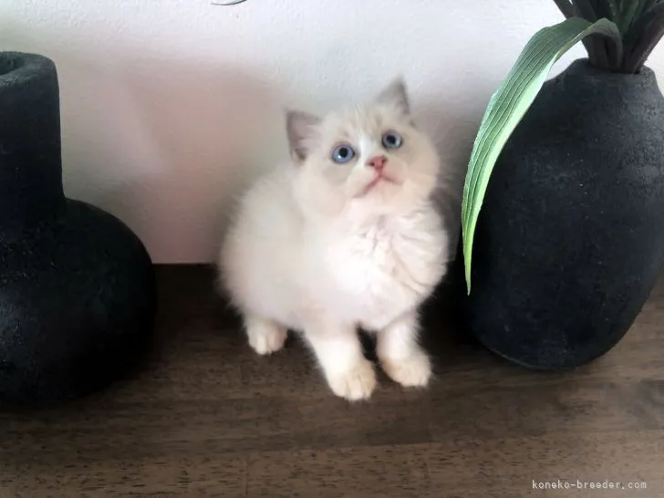 ID:2109-00863の子猫