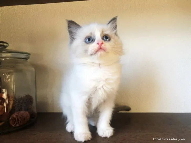 ID：2102-00583の子猫