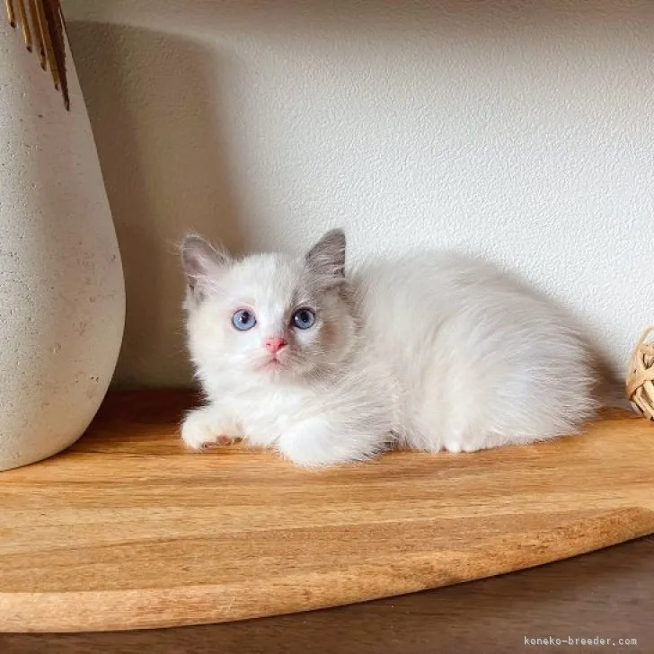 ID：2308-00819の子猫