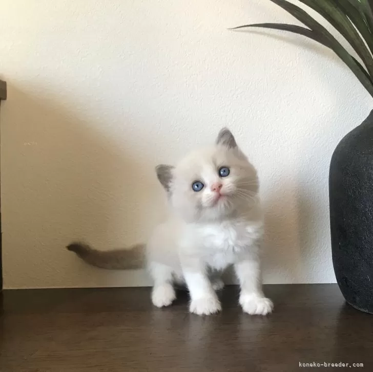 ID：2404-02807の子猫