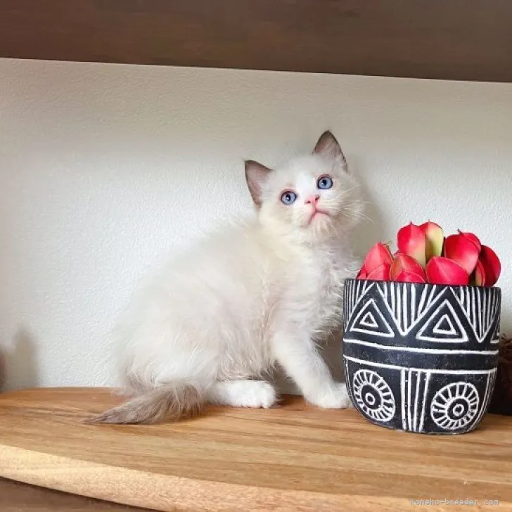ID：2307-02811の子猫