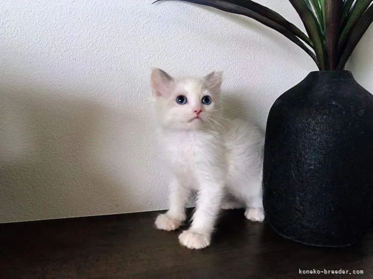 ID：2206-00994の子猫