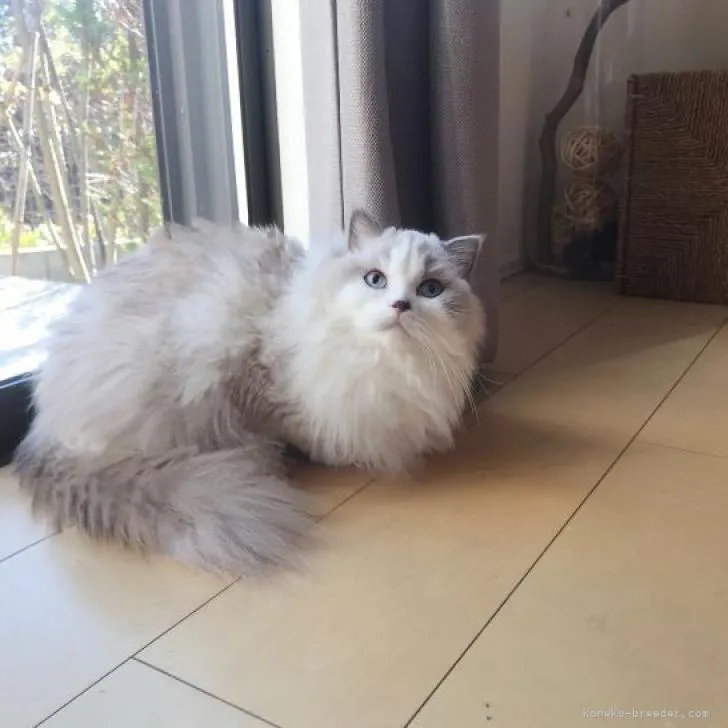 ID:2212-02186の子猫