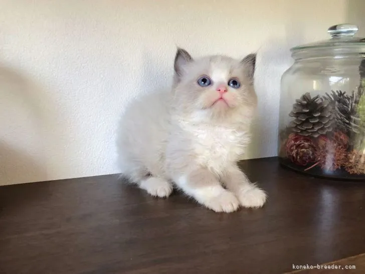 ID：2206-00092の子猫