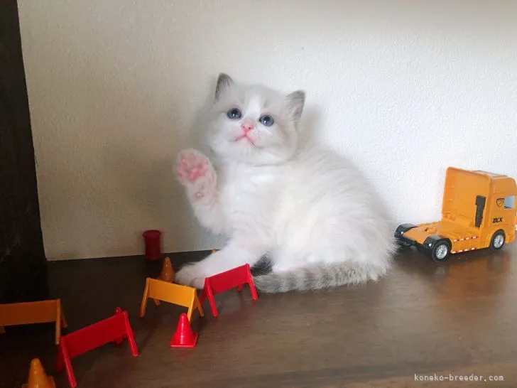 ID:2204-00304の子猫