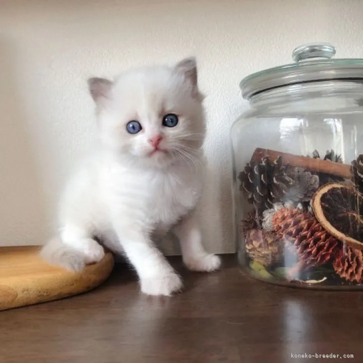 ID：2304-00656の子猫