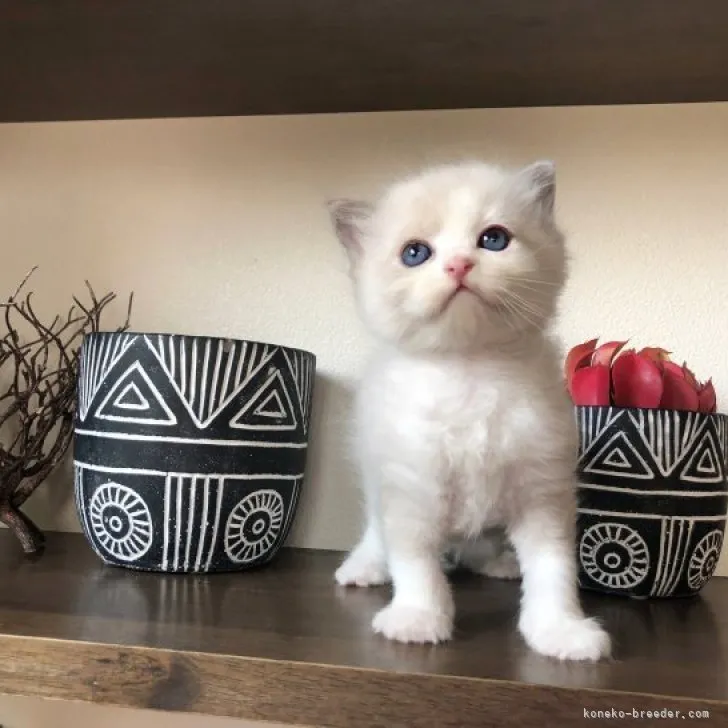 ID：2303-02957の子猫