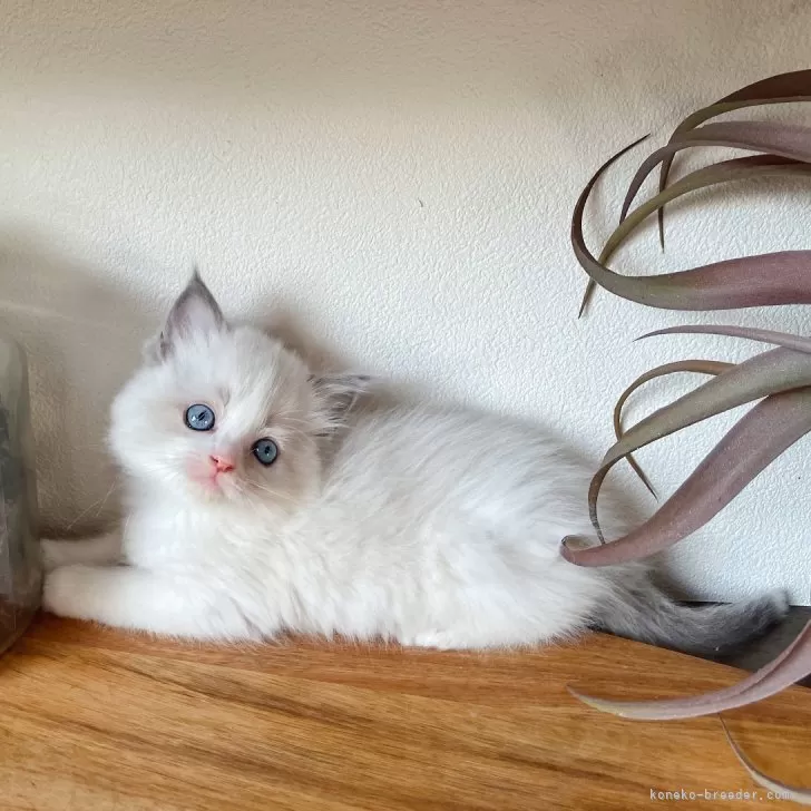ID：2312-02119の子猫
