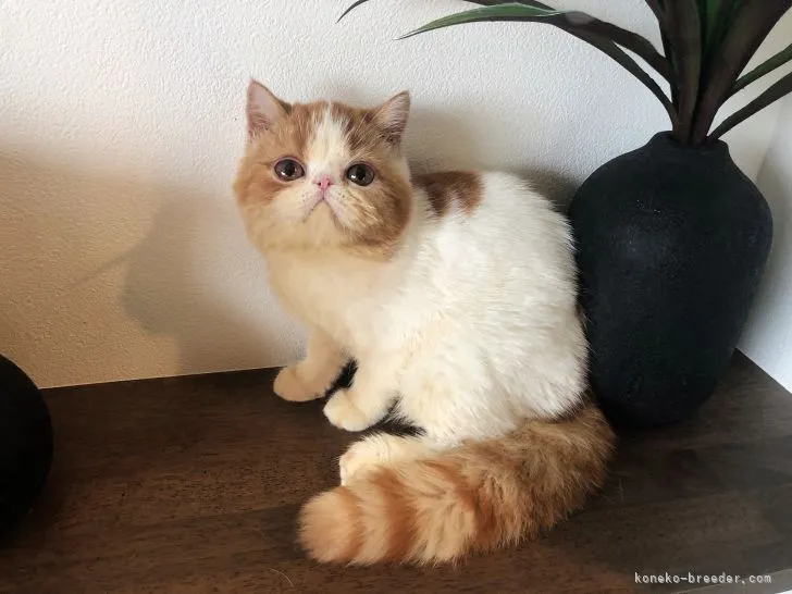 ID：2108-01586の子猫