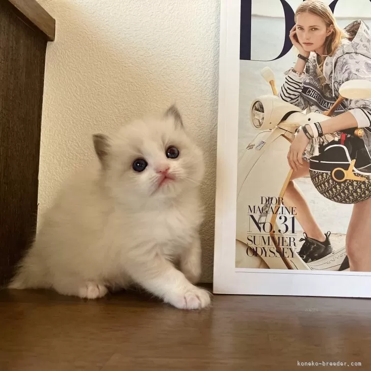 ID：2403-02300の子猫