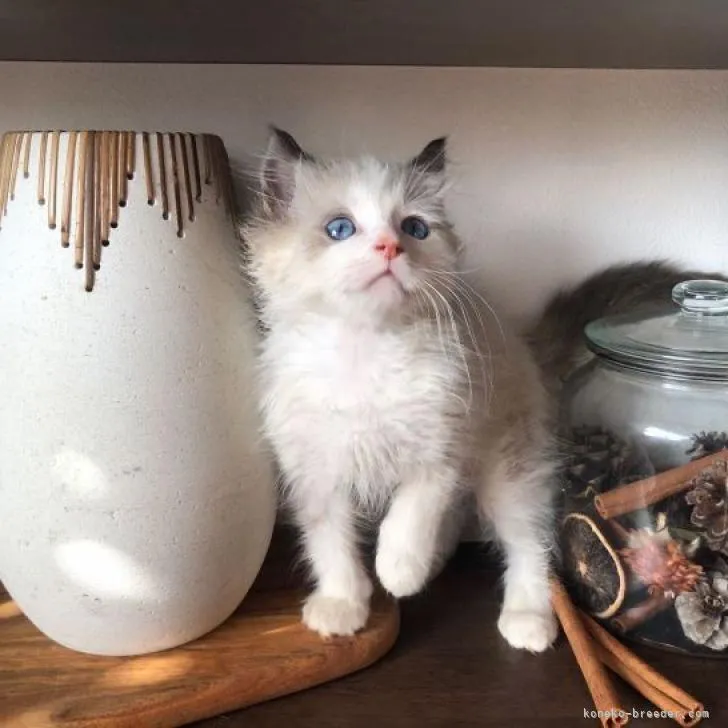 ID:2301-01882の子猫