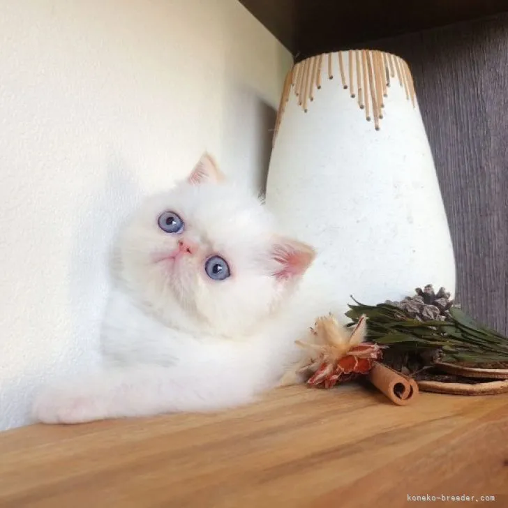 ID:2305-02339の子猫
