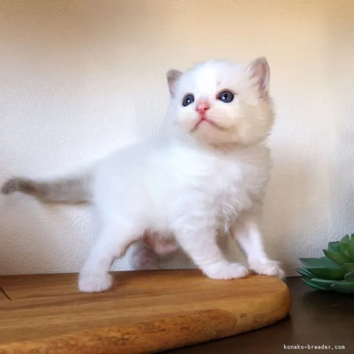 ID：2303-01331の子猫