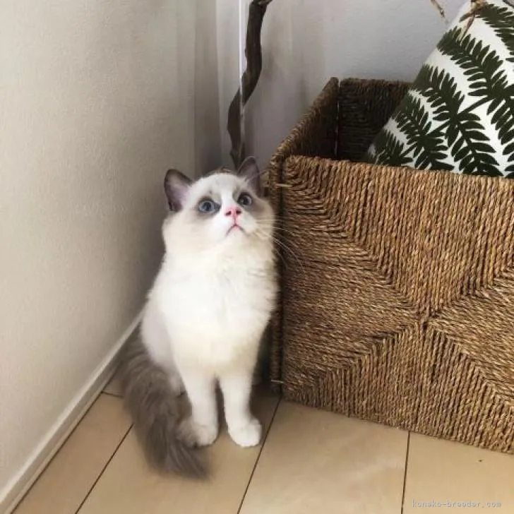 ID：2210-00347の子猫
