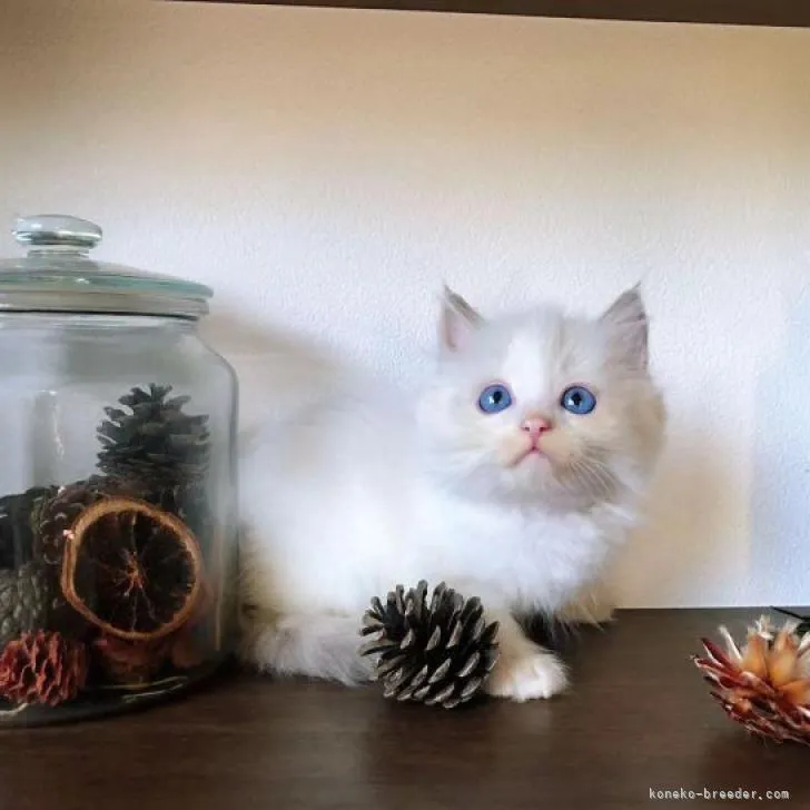 C.K 様のお迎えした子猫