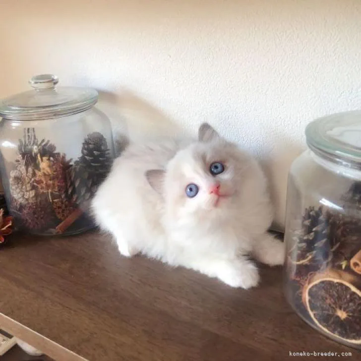 ID:2211-01988の子猫