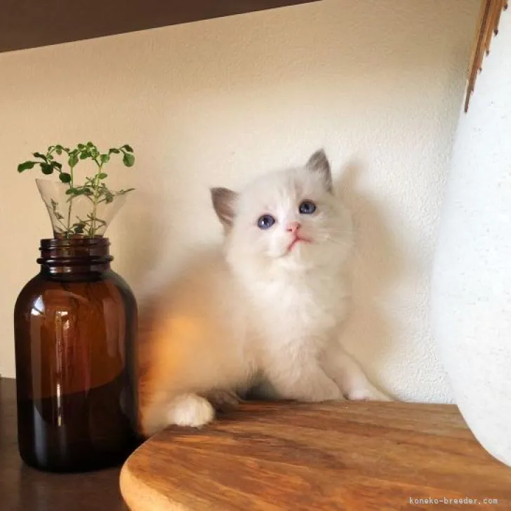 ID:2210-02447の子猫