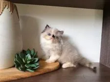 エキゾチックショートヘア【埼玉県・女の子・2022年4月15日・トーティポイント】の写真3