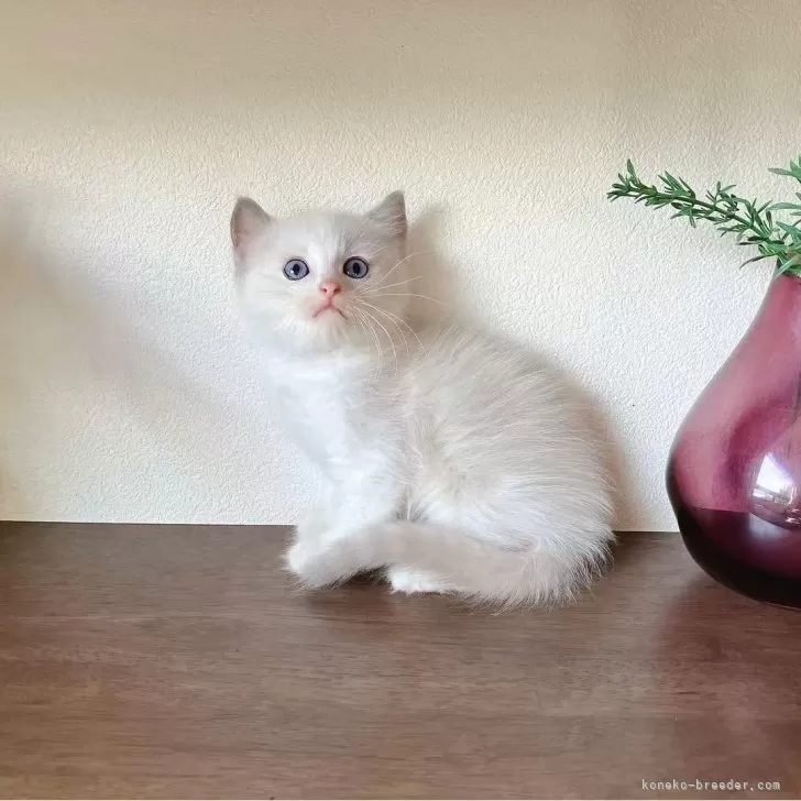 ラグドール【埼玉県・男の子・2025年5月10日・ブルーポイントバイカラー】の写真1