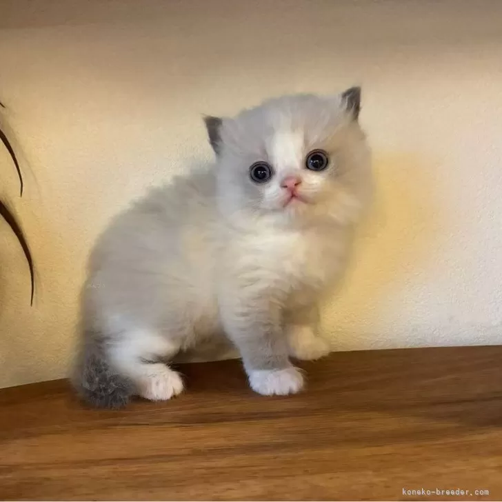ラグドール【埼玉県・男の子・2025年10月24日・ブルーポイントバイカラー】の写真1