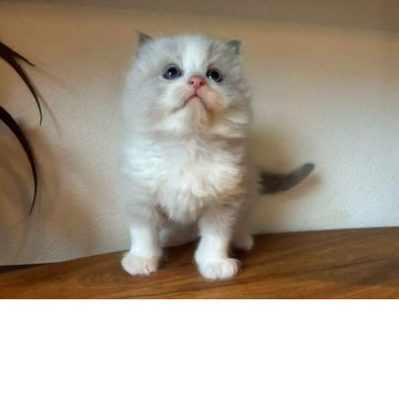 ラグドール【埼玉県・男の子・2025年10月24日・ブルーポイントバイカラー（フワフワな長い毛）】の写真「元気でよく遊ぶお坊ちゃん」