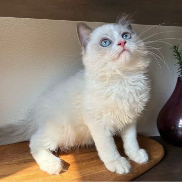 ラグドール【埼玉県・男の子・2025年8月8日・ブルーポイントバイカラー（フワフワな長い毛）】の写真「元気でよく遊ぶお坊ちゃん」