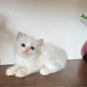 ラグドール【埼玉県・男の子・2025年5月10日・ブルーポイントバイカラー（フワフワな長い毛）】の写真「イケメン君」