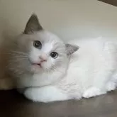 ラグドール【埼玉県・男の子・2025年5月10日・ブルーポイントバイカラー】の写真2