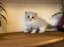 ラグドール【埼玉県・男の子・2025年10月24日・ブルーポイントバイカラー】の写真2