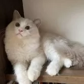 ラグドール【埼玉県・男の子・2025年5月10日・ブルーポイントバイカラー】の写真3