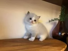 ラグドール【埼玉県・男の子・2025年10月24日・ブルーポイントバイカラー】の写真3