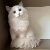 ラグドール【埼玉県・男の子・2025年5月10日・ブルーポイントバイカラー】の写真4