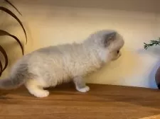 ラグドール【埼玉県・男の子・2025年10月24日・ブルーポイントバイカラー】の写真4