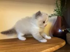 ラグドール【埼玉県・男の子・2025年10月24日・ブルーポイントバイカラー】の写真5