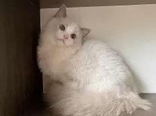 ラグドール【埼玉県・男の子・2025年5月10日・ブルーポイントバイカラー】の写真5