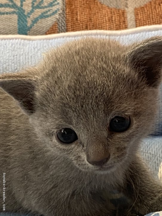 角山曜子ブリーダーのブログ：子猫子猫