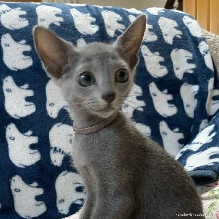 ID:2307-00994の子猫