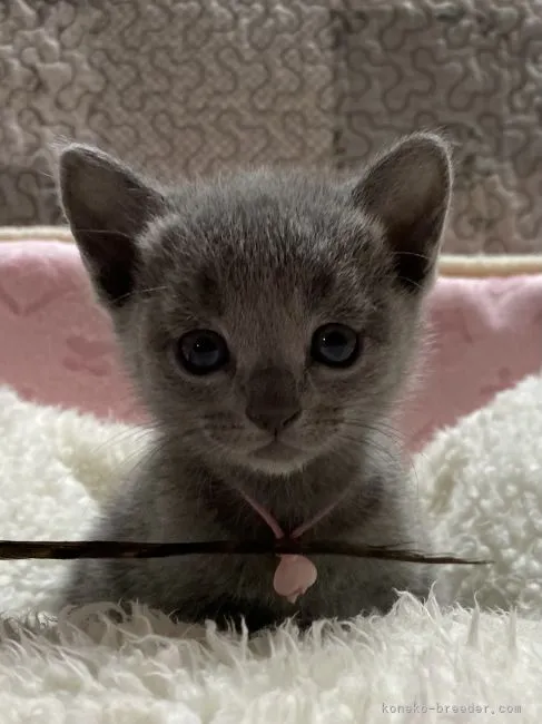 さんほん 様のお迎えした子猫