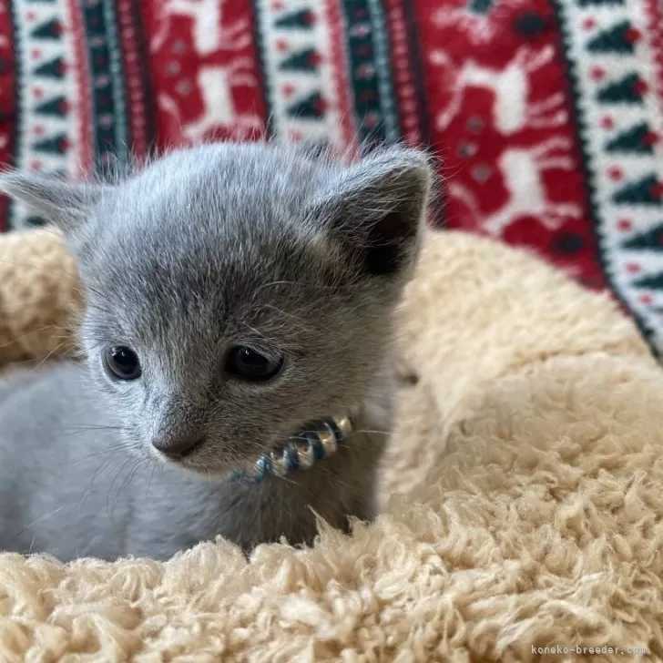 ID:2402-01526の子猫
