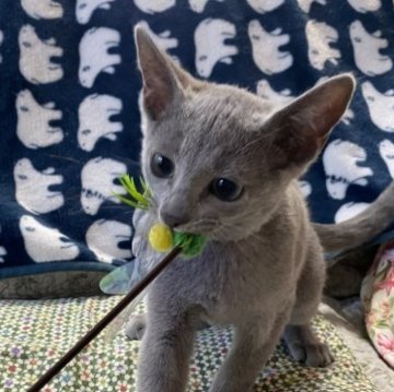 ロシアンブルー【栃木県・男の子・2023年5月21日・ブルー（ふわふわ、ダブルコート）】の写真「パパ、ママがCFAチャンピオン、甘えっ子」