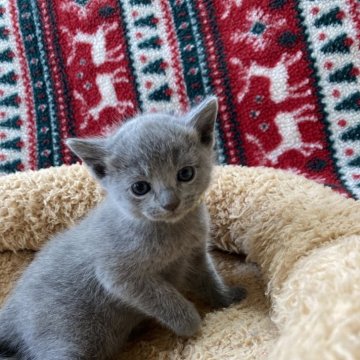 ロシアンブルー【栃木県・女の子・2024年1月21日・ブルー（ダブルコートで、ふわふわな毛並）】の写真「ママ大好き、甘えんぼのキュートな女の子」