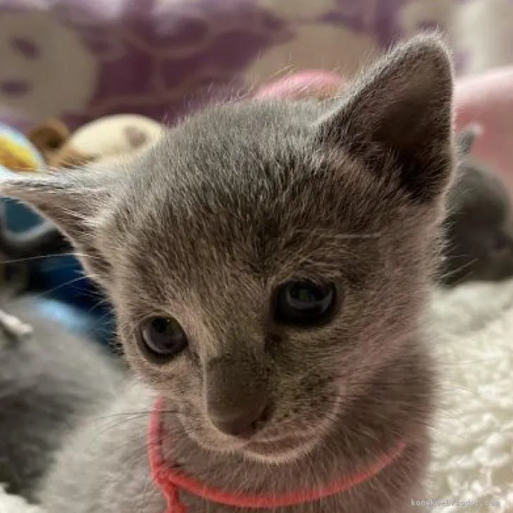 ナナ 様のお迎えした子猫