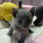 ロシアンブルー【栃木県・男の子・2022年7月20日・ブルー】の写真3