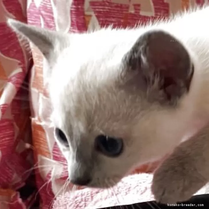 K.M 様のお迎えした子猫