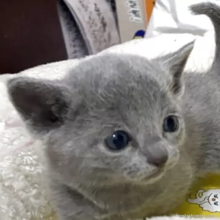 N.H 様のお迎えした子猫