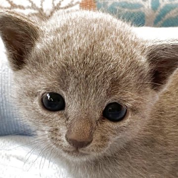 ロシアンブルー【栃木県・女の子・2025年11月17日・ブルー（ふわふわ、ダブルコート）】の写真「ふわふわベビー^_^甘えっ子」