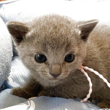 ロシアンブルー【栃木県・女の子・2025年11月17日・ブルー（ふわふわ、ダブルコート）】の写真「ふわふわベビー^_^甘えっ子」