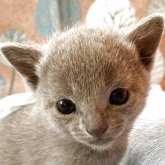 ロシアンブルー