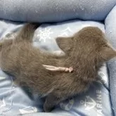 ロシアンブルー【栃木県・女の子・2025年11月27日・ブルー】の写真9