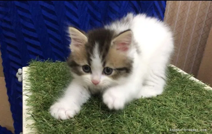 ID:1806-01432の子猫